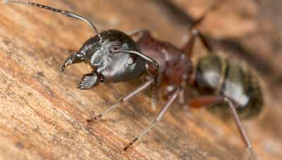 Carpenter Ant