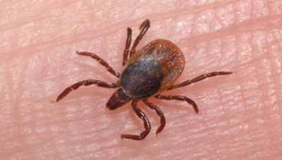 A tick on human skin